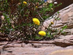 Pentatrichia integra flowerheads