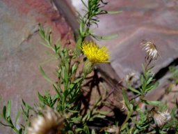 Pentatrichia integra leaves