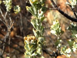 Pentzia dentata stems