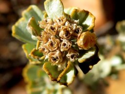 Pentzia dentata flowerheads dry