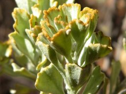 Pentzia dentata leaves