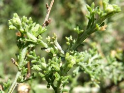 Pentzia incana leaves