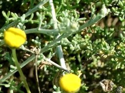 Pentzia incana flowerheads