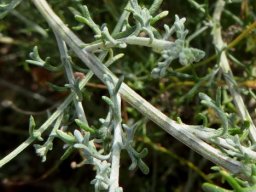 Pentzia incana stems and leaves