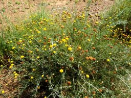 Pentzia incana in flower