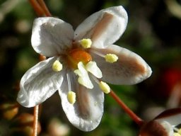 Pharnaceum aurantium flower