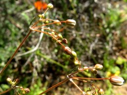 Pharnaceum aurantium, muggiegras