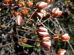Pharnaceum aurantium no petals