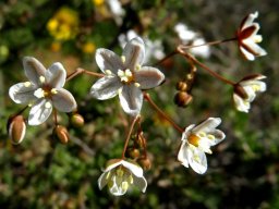 Pharnaceum aurantium flowers