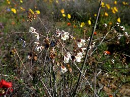 Pharnaceum aurantium