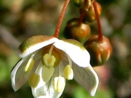 Pharnaceum aurantium anthers and stigma