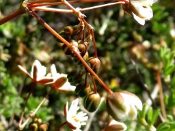 Pharnaceum aurantium complex inflorescence structure