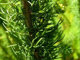 Phymaspermum acerosum leaves and buds