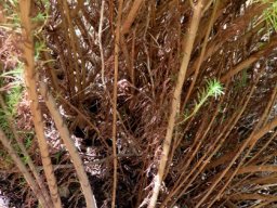 Phymaspermum acerosum lower stems