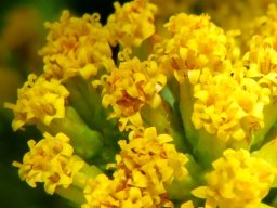 Phymaspermum acerosum disc florets