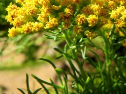 Phymaspermum acerosum flowerheads of the geelblombos