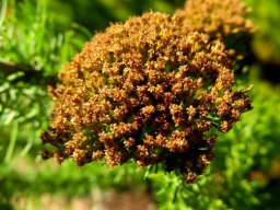 Phymaspermum acerosum floral remains