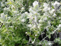 Plecostachys serpyllifolia