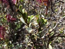 Plumbago tristis leaves