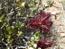 Plumbago tristis calyces outlasting corollas