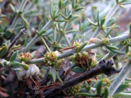Pollichia campestris flowers