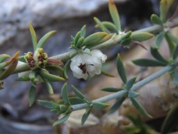 Pollichia campestris fruit