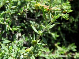 Pollichia campestris leaves