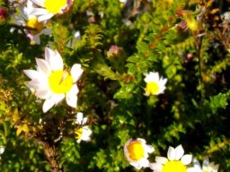 Polyarrhena reflexa