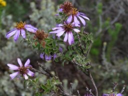 Printzia polifolia flowerheads