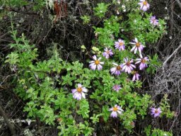 Printzia polifolia