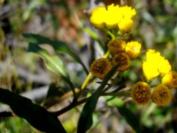 Psiadia punctulata flowerheads