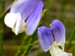 Psoralea aphylla flowers