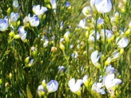 Psoralea aphylla
