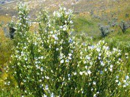 Psoralea aphylla