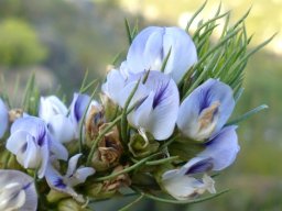 Psoralea sordida flower