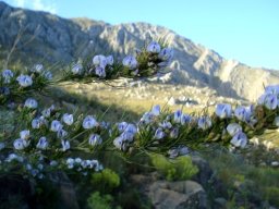 Psoralea sordida