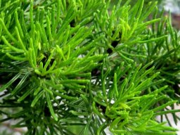 Psoralea vanberkelae