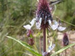 Pycnostachys reticulata
