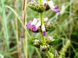 Rabdosiella calycina