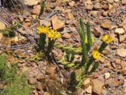 Relhania calycina