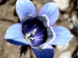 Roella ciliata 