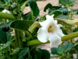 Rogeria longiflora, the desert foxglove 