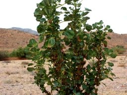 Rogeria longiflora 