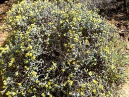 Rosenia humilis
