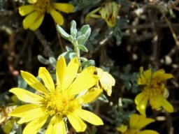Rosenia humilis flowerhead