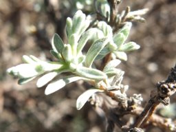 Rosenia humilis stem-tip leaves