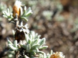 Rosenia humilis flowerhead remains