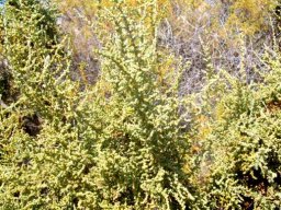 Salsola aphylla