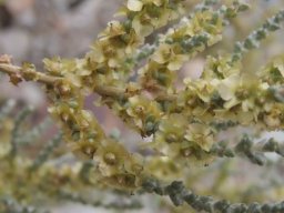 Salsola aphylla, more fruits than flowers