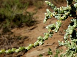 Salsola aphylla scale-like leaves